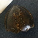 A large turtle shell. Est. £50 - £80.
