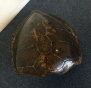 A large turtle shell. Est. £50 - £80.