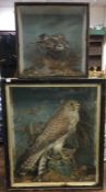 TAXIDERMY: A cased figure of a Kestrel together wi