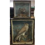 TAXIDERMY: A cased figure of a Kestrel together wi