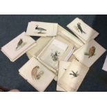 A large collection of unframed bird print.