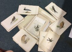 A large collection of unframed bird print.