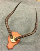 A set of antelope horns. Est. £20 - £30.