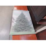 5161 Scrolled print of pine tree