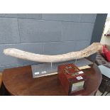 Mounted piece of drift wood