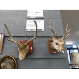 2 Taxidermists fallow and red dear heads