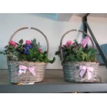 Pair of wicker baskets containing mixed plants