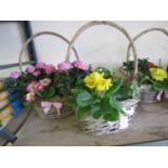 2 pre-planted wicker baskets containing mixed plants