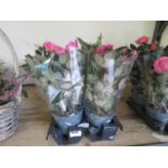 4 potted roses