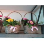2 wicker baskets of mixed plants