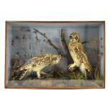 Taxidermy: a cased pair of hunting short-eared owls in a naturalistic setting, 48 x 72 cm*Remains of
