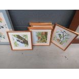 Six framed and glazed watercolours of birds and woodland creatures