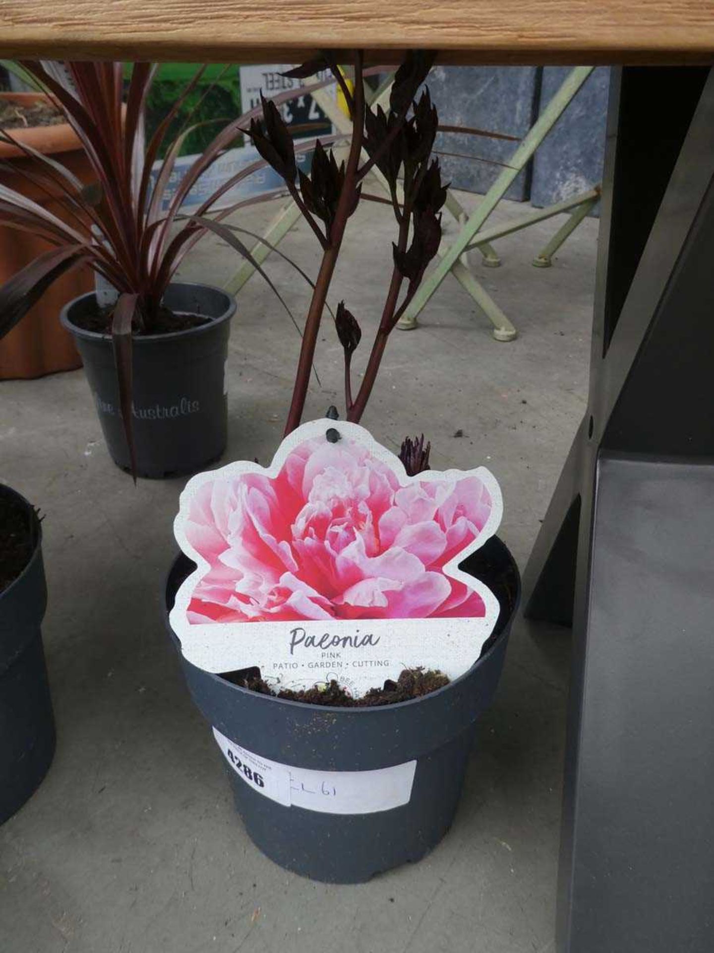 +VAT Potted Peony plant