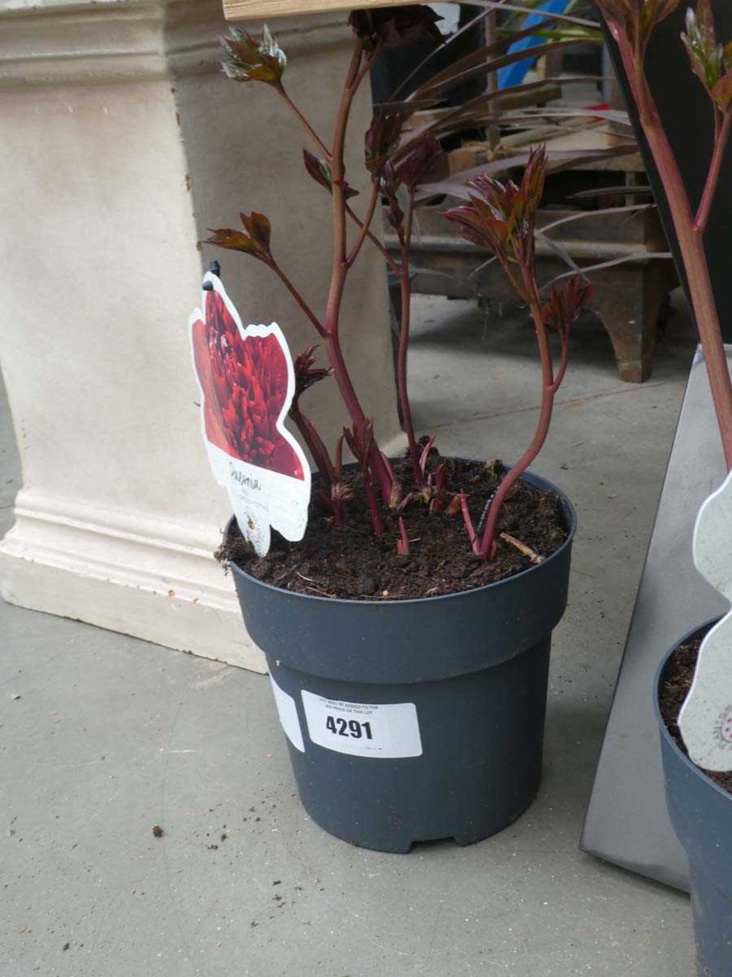 +VAT Potted Peony plant