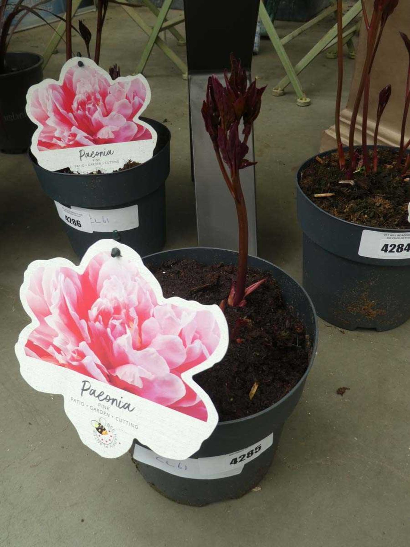 +VAT Potted Peony plant