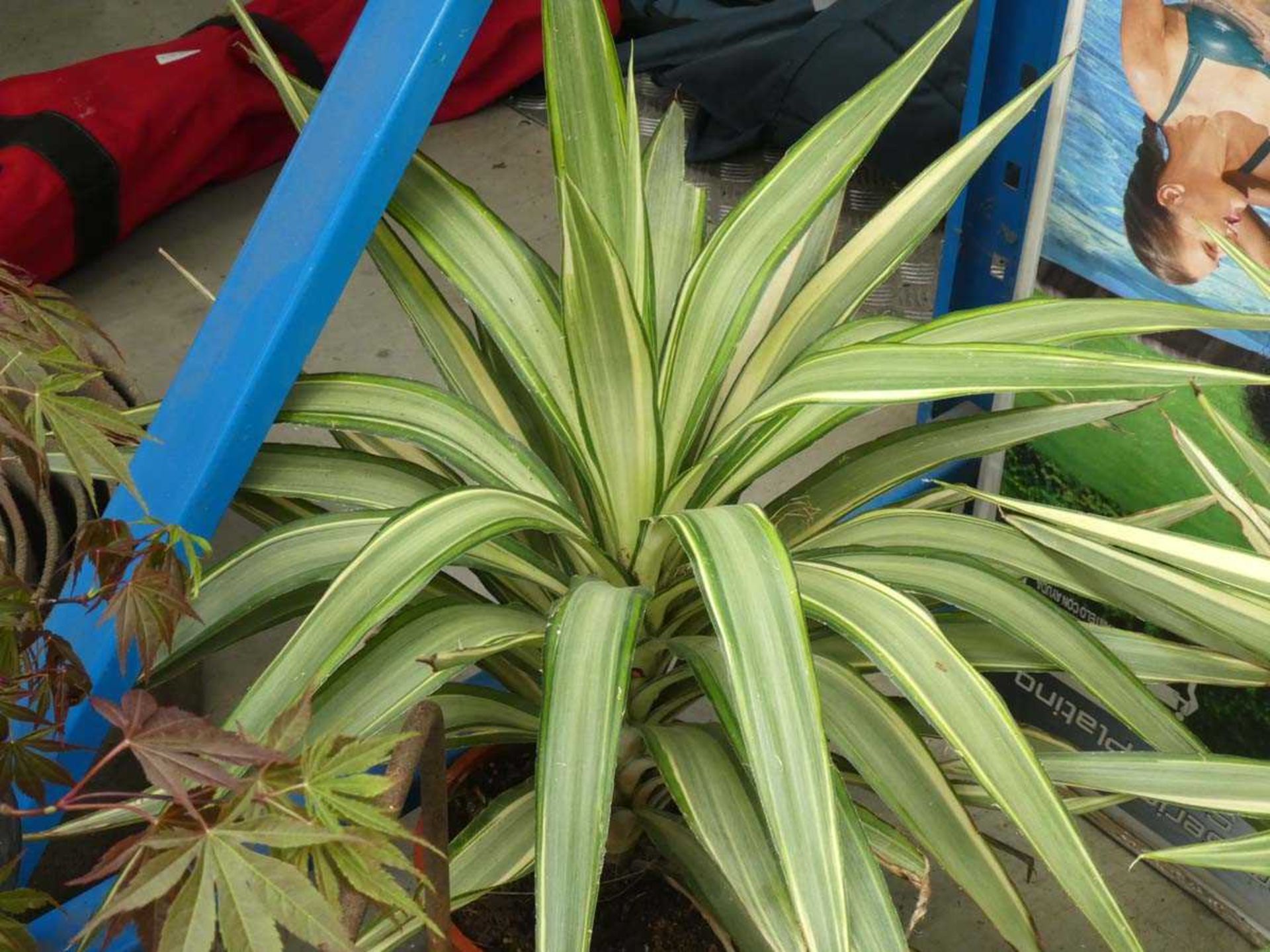 +VAT Potted Yukka plant