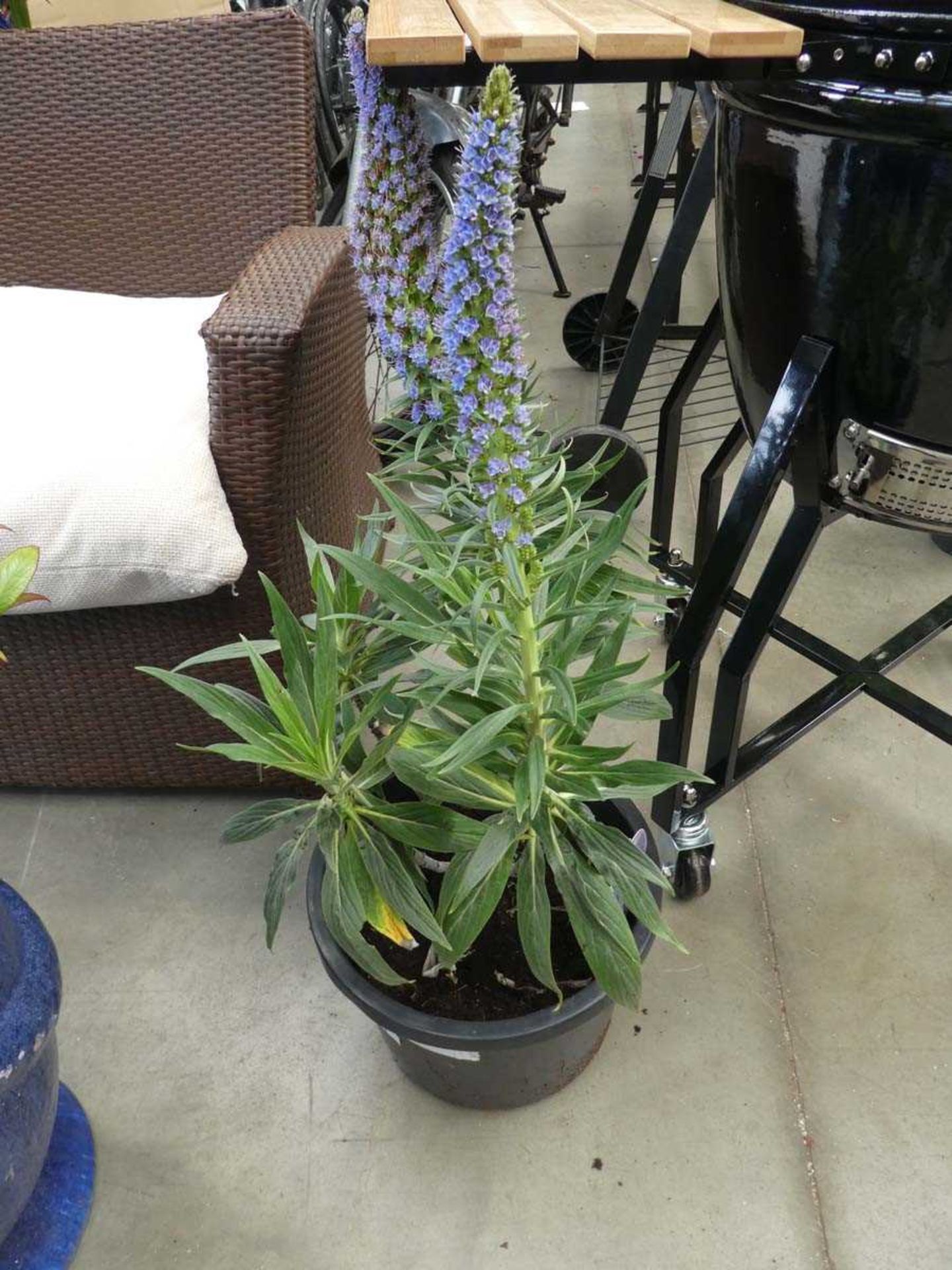 +VAT Potted Echium Webbii plant