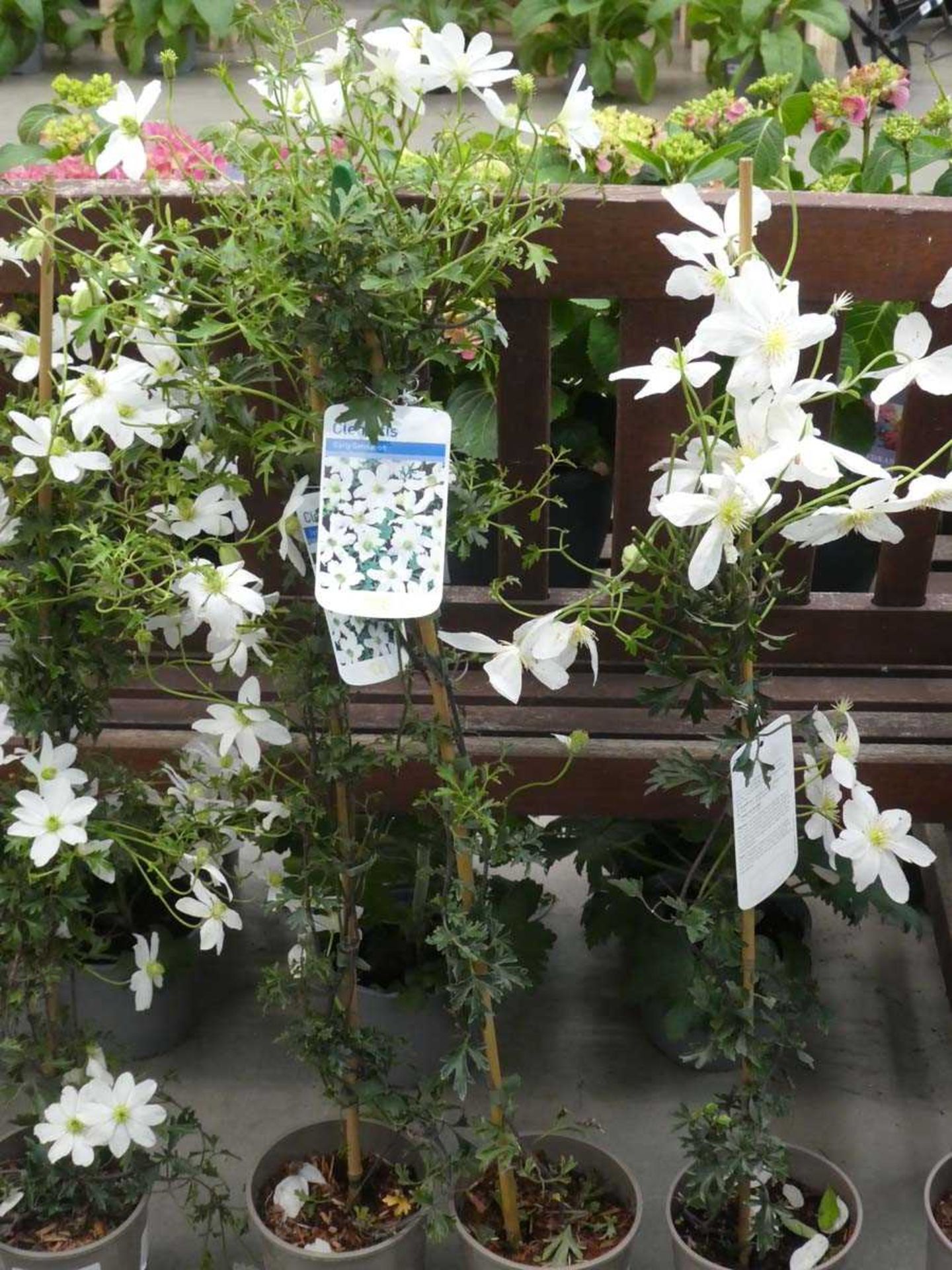 +VAT Early Sensation white clematis