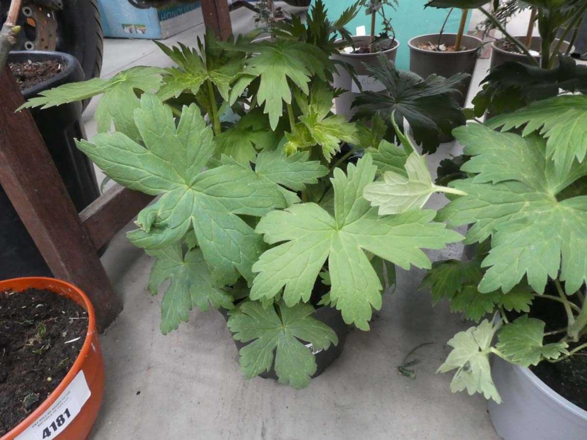 2 potted delphiniums