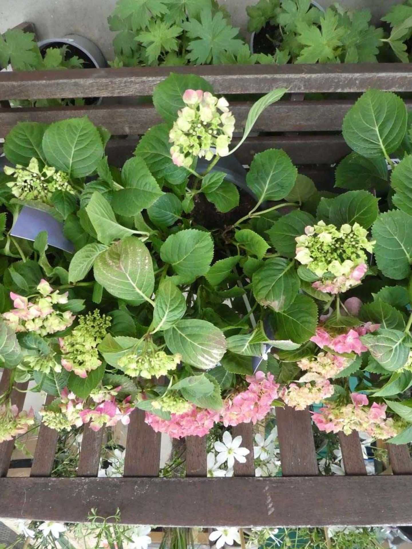 +VAT Potted hydrangea