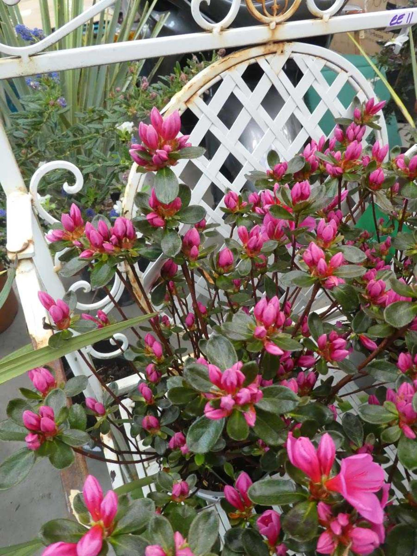 +VAT Potted azalea