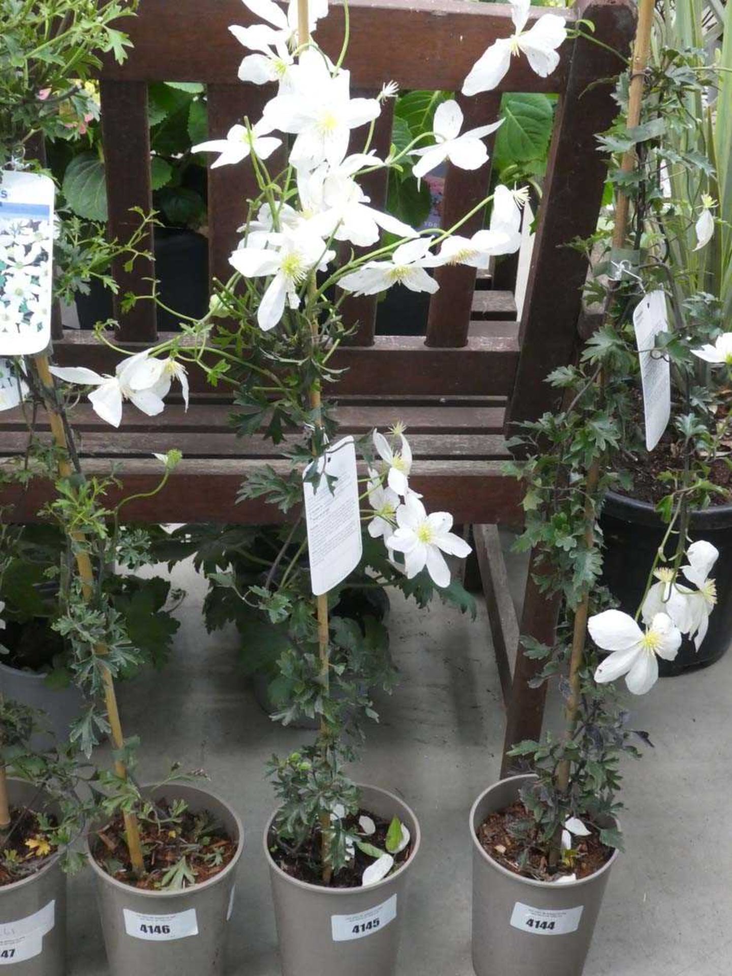 +VAT Early Sensation white clematis