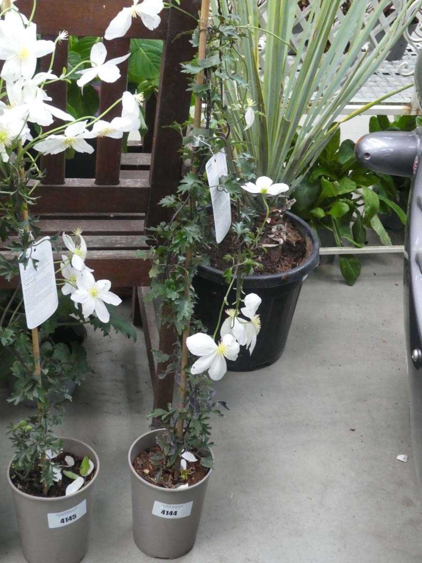 +VAT Early Sensation white clematis