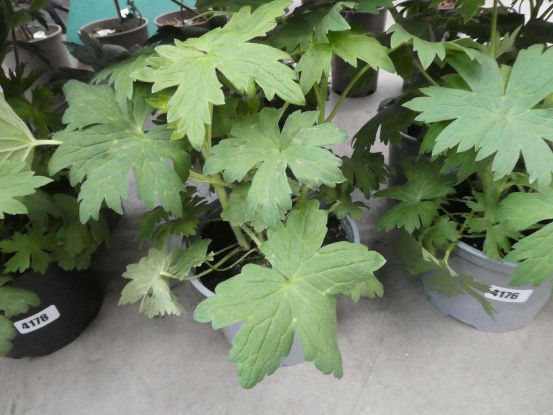 2 potted delphiniums