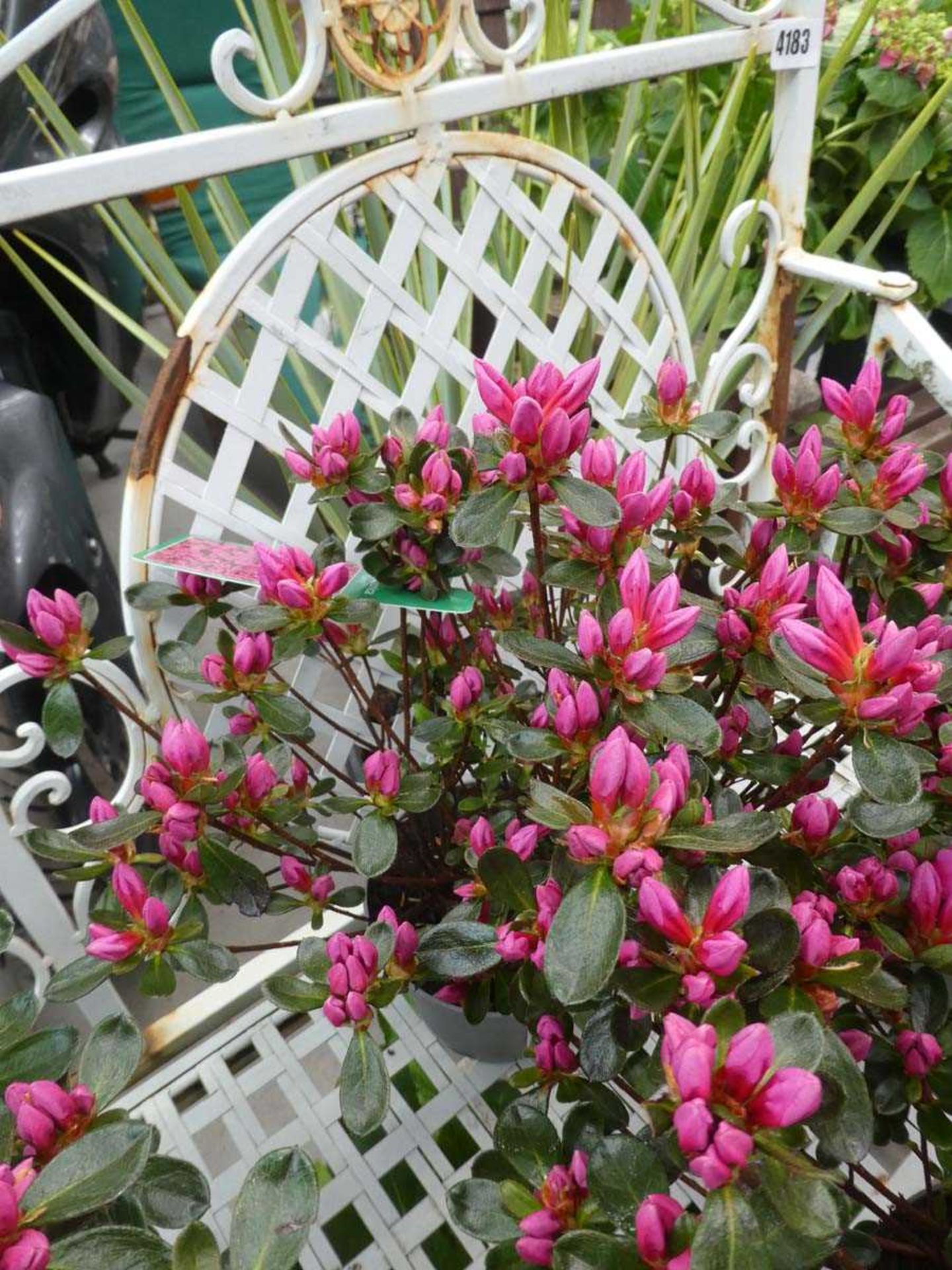 +VAT Potted azalea