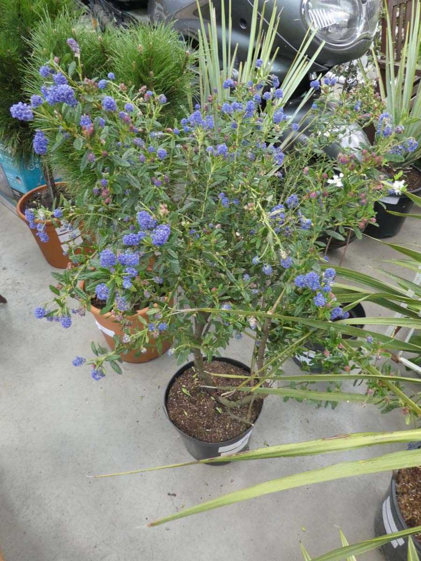 +VAT Ceanothus