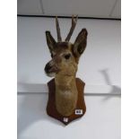 (4) Taxidermy monk jack deer on oak plaque