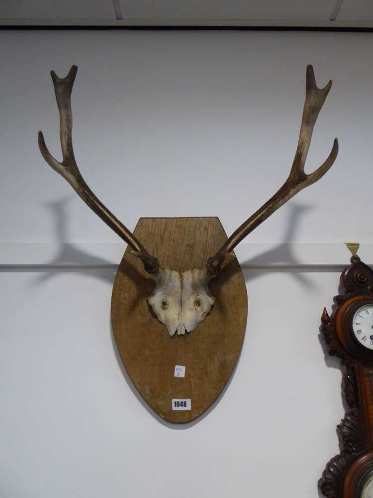 (3) Deer's skull on oak plaque