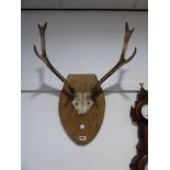 (3) Deer's skull on oak plaque