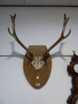 (3) Deer's skull on oak plaque