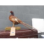 Taxidermists pheasant