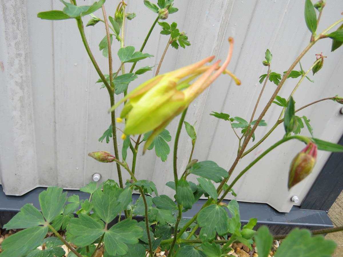 Potted mixed aquilegia - Image 2 of 2