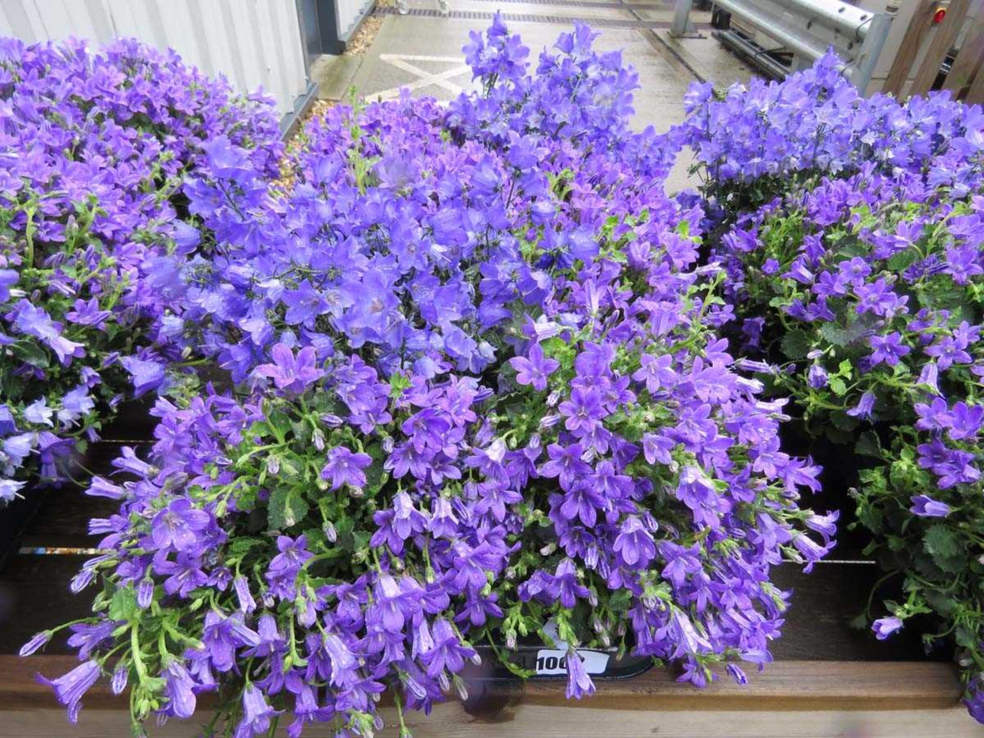 Tray of campanula