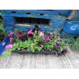 Tray of petunias