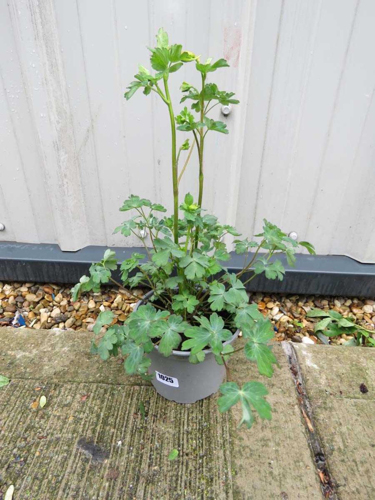 Potted mixed aquilegia