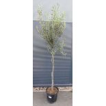 Large olive tree