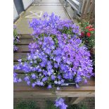 Tray of campanula