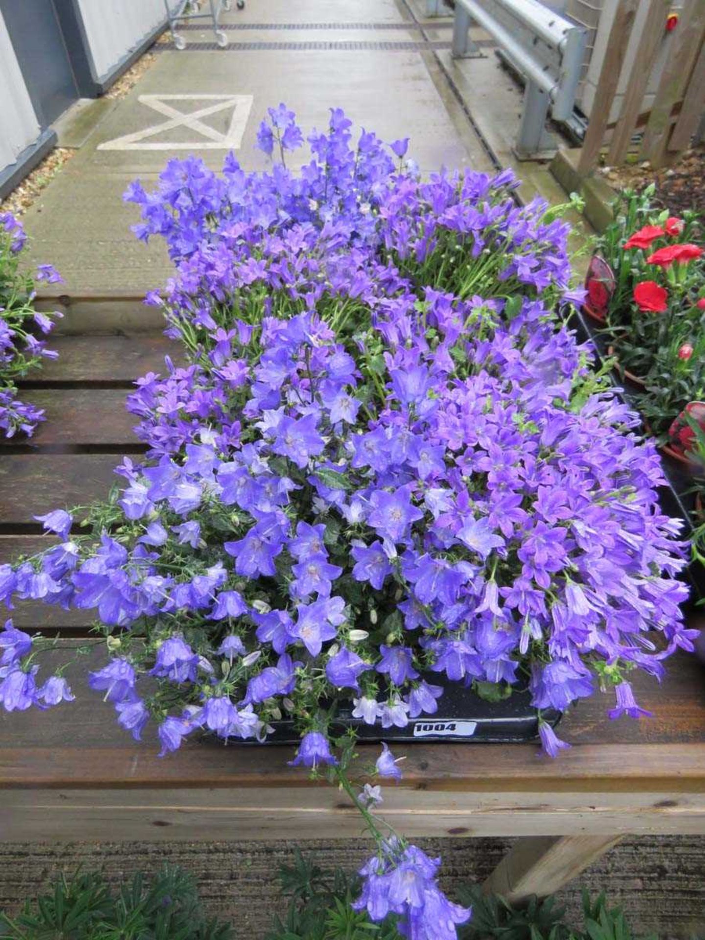 Tray of campanula