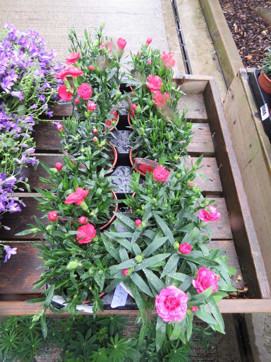 Tray of Oscar Salmon dianthus