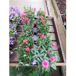 Tray of Oscar Salmon dianthus