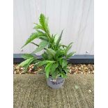 Potted blue verbena