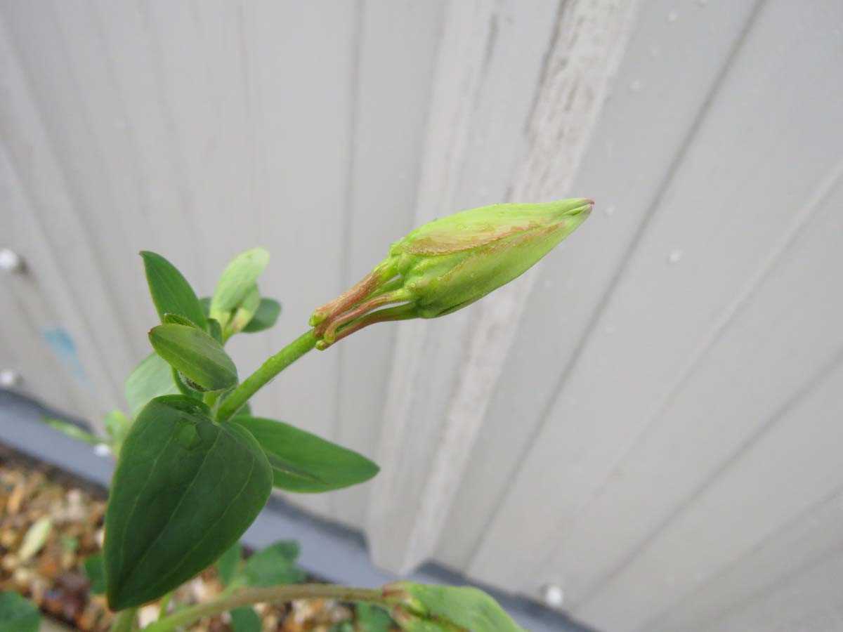 Potted mixed aquilegia - Image 2 of 2