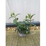 Potted white phlox