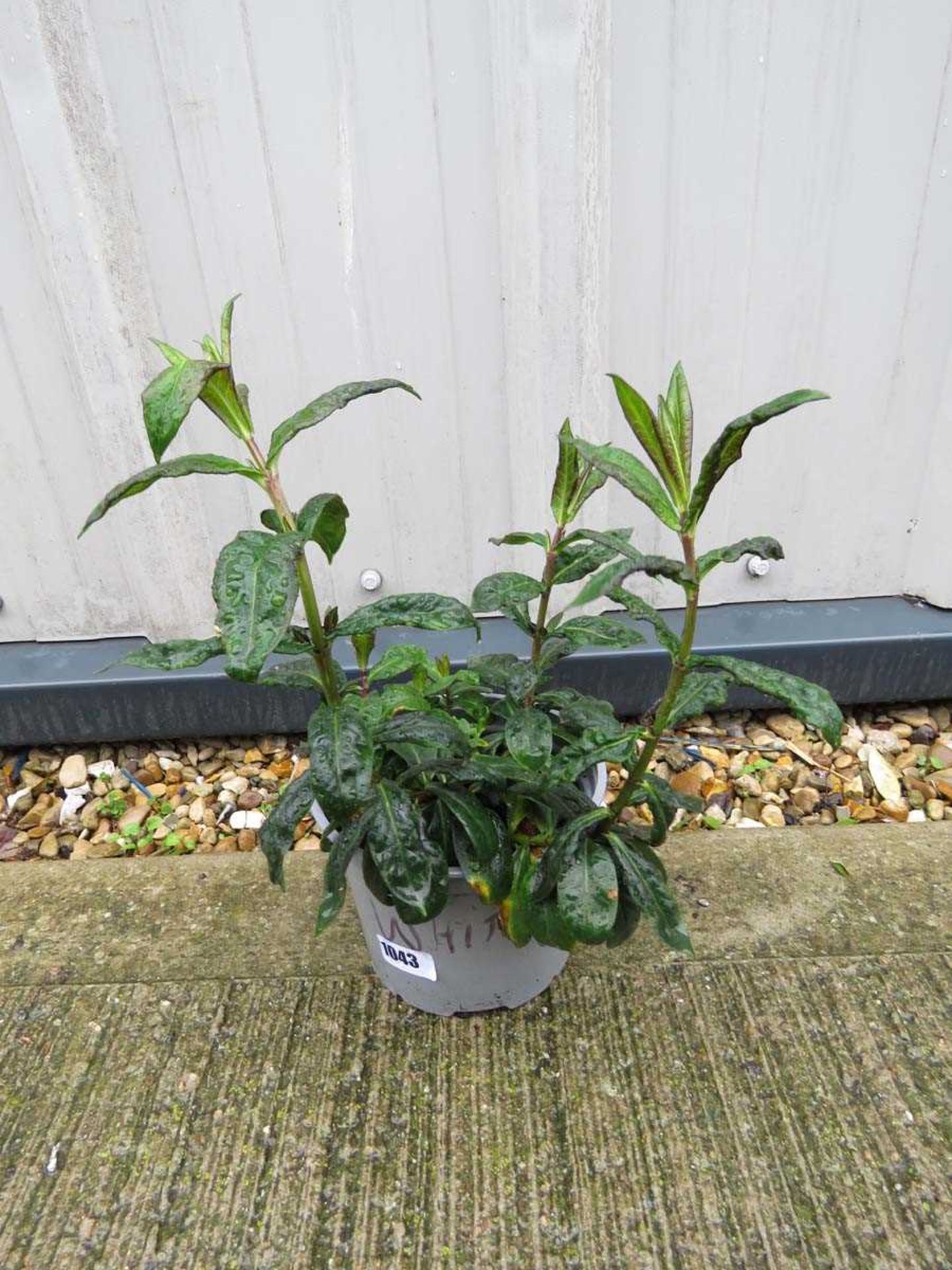 Potted white phlox