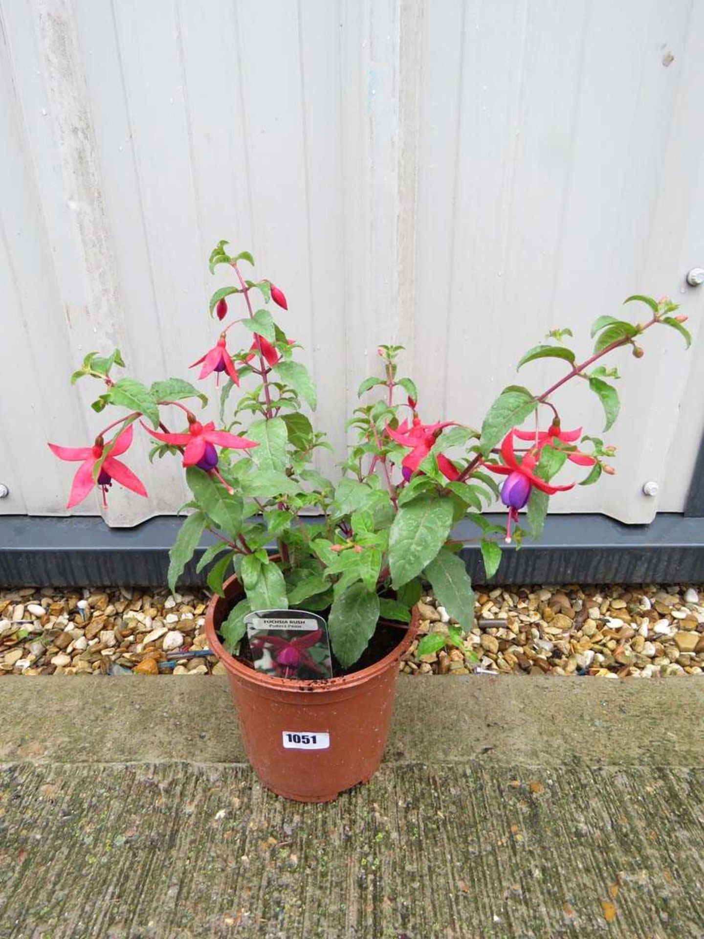 Fuchsia bush