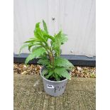 Potted pink verbena